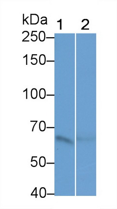 39550