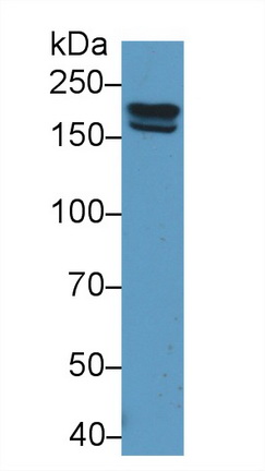 12424