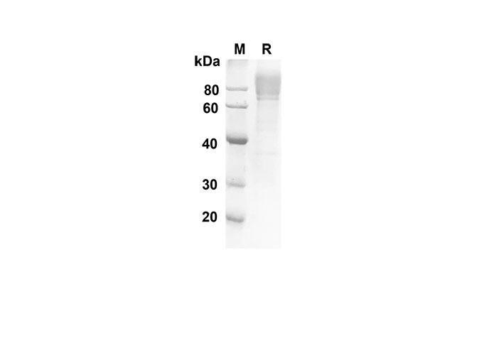 Валидация Elabscience PDMH100241(864)
