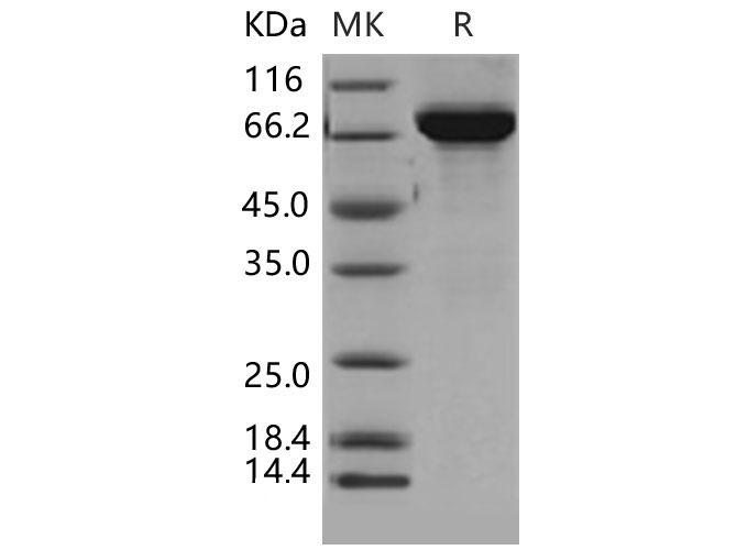 Валидация Elabscience PKSM040464(4461)