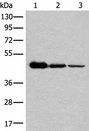 Валидация Elabscience E-AB-52506