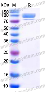 EHP17401, SDS-PAGE