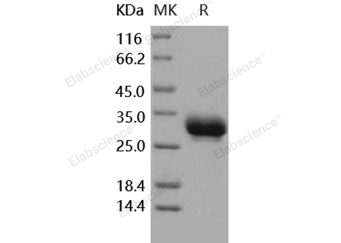 Валидация Elabscience PKSH030295(1240)