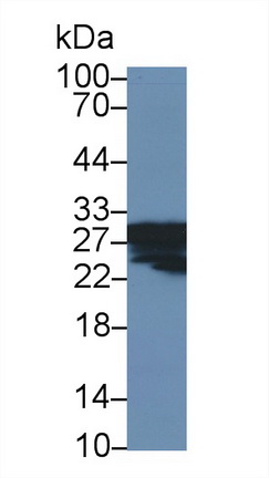 13305