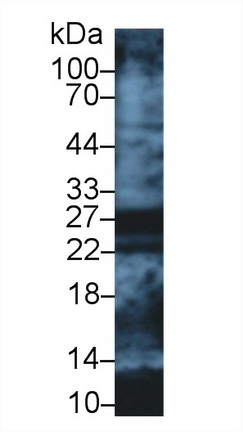 10242