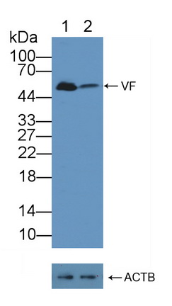 12106