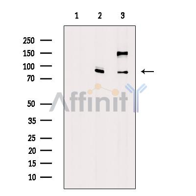 Валидация Affinity DF9163 - 21521