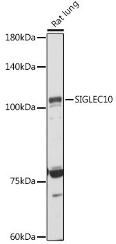 Валидация Elabscience E-AB-92237