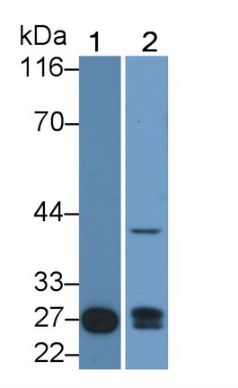 8998