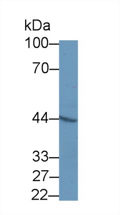 14492