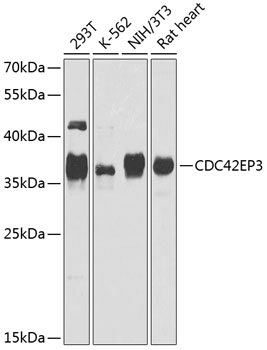Валидация Elabscience E-AB-62353