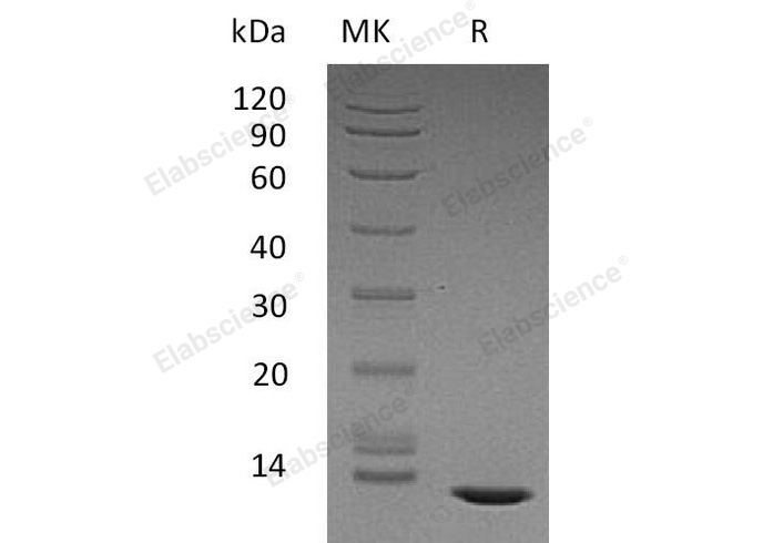 Валидация Elabscience PKSH033139(3497)