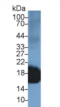 17626