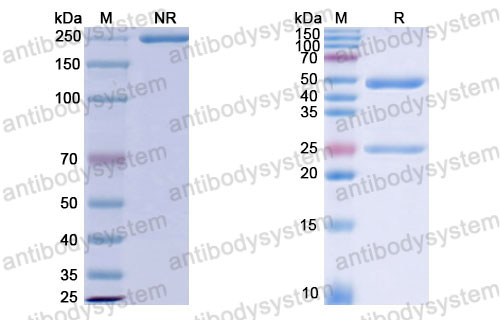 Валидация SDS-PAGE - AntibodySystem DHD19402