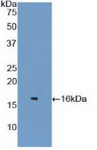 36185