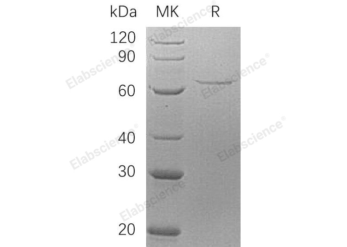 Валидация Elabscience PKSH032089(2635)