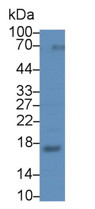 62731