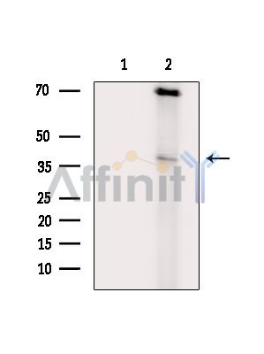 Валидация Affinity DF14273 - 10141