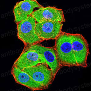 Валидация IF - AntibodySystem RHN82802