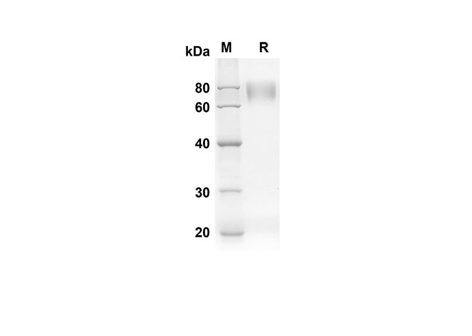 Валидация Elabscience PDMH100265(888)