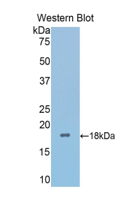 48335