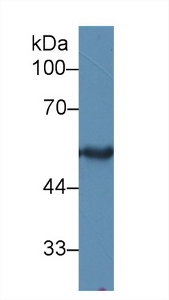 9712