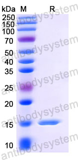 Валидация SDS-PAGE - AntibodySystem RVV19301