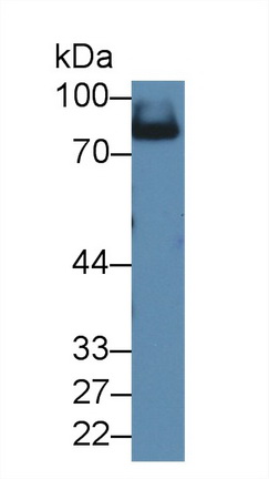 14138