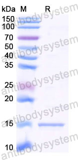 Валидация SDS-PAGE - AntibodySystem RHD99601