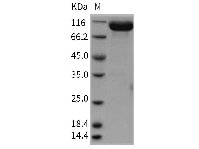 Валидация Elabscience PKSR030356(5697)