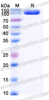 EHC83103, SDS-PAGE