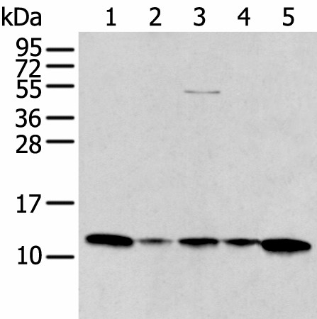 Валидация Elabscience E-AB-53520