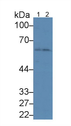 25144