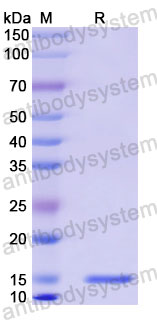 Валидация SDS-PAGE - AntibodySystem RXX00407