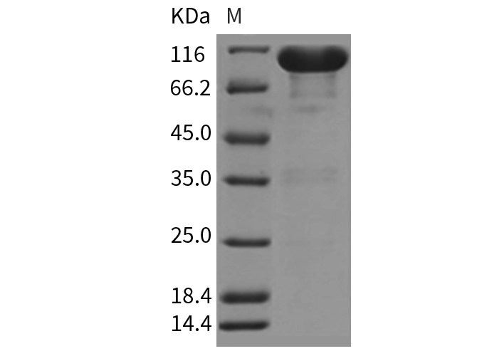 Валидация Elabscience PKSR030361(5700)
