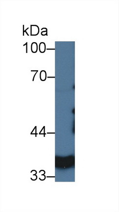 9543