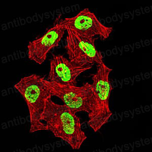 Валидация IF - AntibodySystem RHE91302