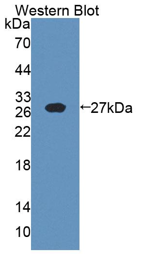 38786