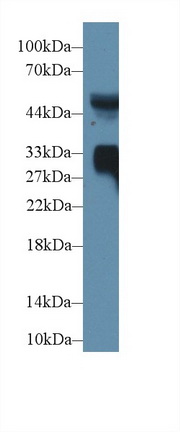 14583