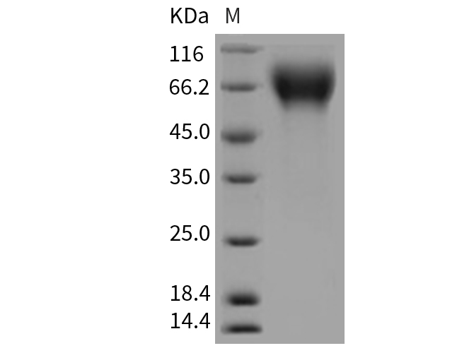 Валидация Elabscience PKSR030241(5598)