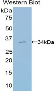 47650
