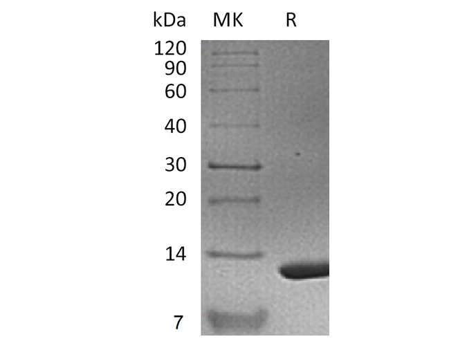 Валидация Elabscience PKSM041286(5182)