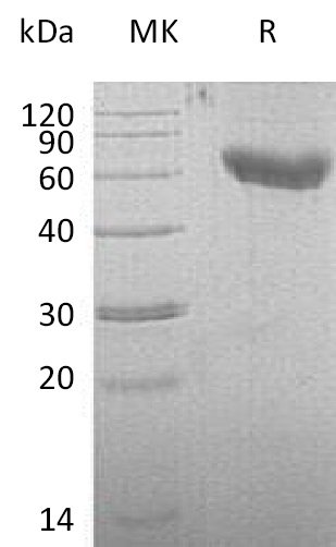 Валидация Elabscience PKSM041241(5144)