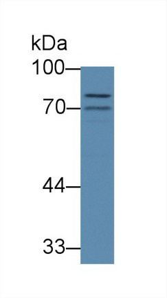 8946