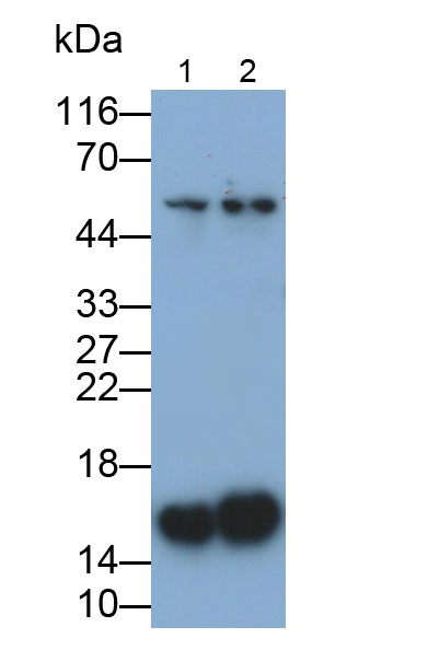 32067