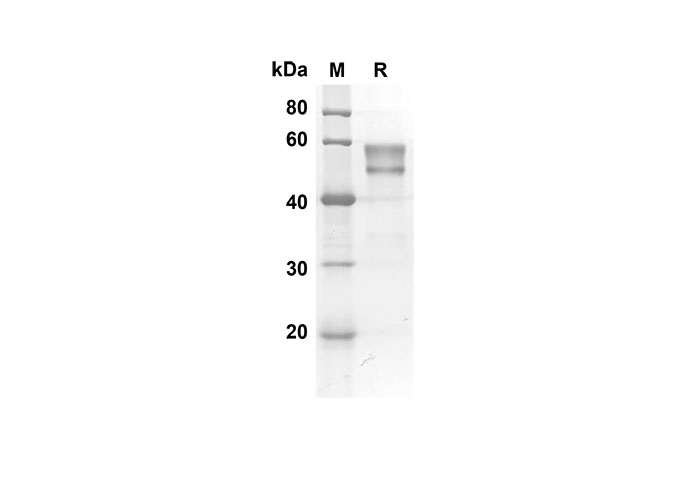 Валидация Elabscience PDMM100072(1044)