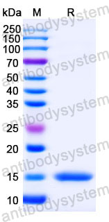 Валидация SDS-PAGE - AntibodySystem RHC10002