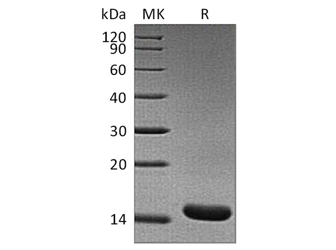 Валидация Elabscience PKSR030457(5770)