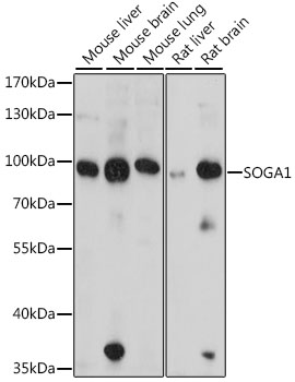 Валидация Elabscience E-AB-66868