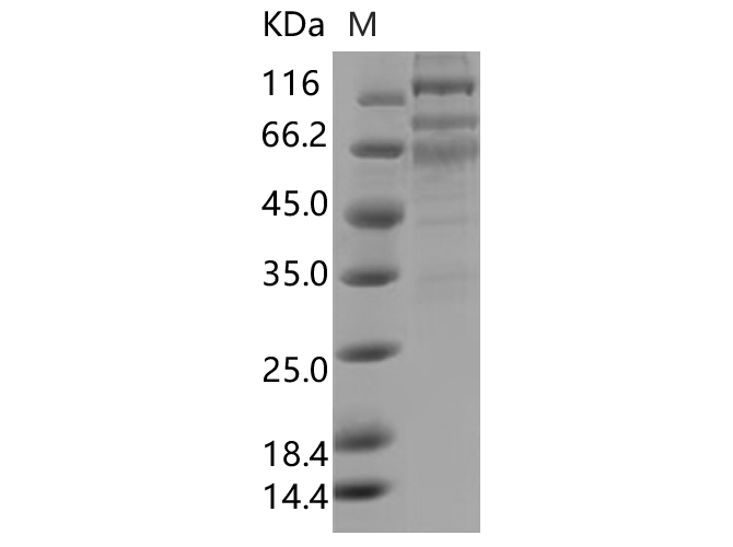 Валидация Elabscience PKSV030471(6195)